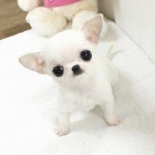 �t��ata �ivavy