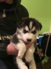 sibi�sk� husky s kr�sn�mi modr�mi o�ima.