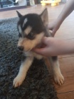 sibi�sk� husky zdrav� a o�kovan�