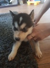 sibi�sk� husky zdrav� a o�kovan�