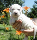 ��asn� od�erven� a o�kovan� �t��ata dogo argentino na prodej