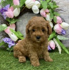 roztomil� �t���tka pudla na prodej.