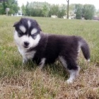 od�erven� a o�kovan� �t���tka Pomskies na prodej (k��enec sibi�sk� a pomeransk�)