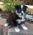 samci a samice rozko�n� od�erven� a o�kovan� �t���tka Pomskies na prodej (k��enec sibi�sk� a pomeransk�)