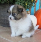 n�dhern� a kr�sn� pomeransk� �t��ata na prodej.