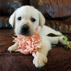 n�dhern� o�kovan� a od�erven� �t��ata labradorsk�ho retr�vra na prodej.