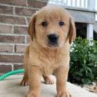 na prodej o�kovan� a od�erven� �t��ata zlat�ho retr�vra.