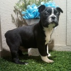 Bostonsk� teri�r / boston teri�r / boston teri�r