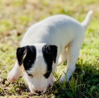 Jack Russell �t��ata.