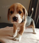 �t��ata beagle