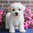 roztomil� ��asn� Bichon frize �t��ata na prodej.