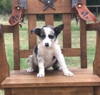 samci a samice od�ervili a o�kovali �t��ata border kolie na prodej