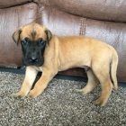 N�meck� doga �t��ata na prodej