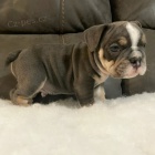 roztomil� anglick� buldok