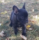 �ern� kr�sn� Francouzsk� buldo�ek �t��ata na prodej.