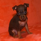 mu�sk� a �ensk� pin� �t��ata k adopci.