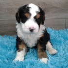 �t��ata bernedoodle