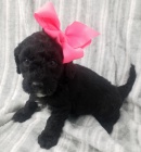 �ern� kr�sn� �t���tka Bernedoodle