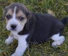 kr�sn� �t�n� beagle k adopci