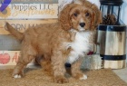 kr�sn� �t�n� cavapoo k adopci