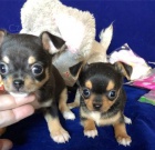 kr�sn� �t�n� �ivavy k adopci