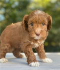 kr�sn� �t�n� goldendoodle k adopci