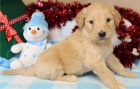 kr�sn� �t�n� goldendoodle k adopci