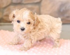 kr�sn� �t�n� maltipoo k adopci