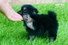 kr�sn� �t�n� pomeranian k adopci