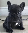 kr�sn� francouzsk� buldo�ek k adopci