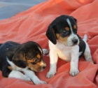 Kr�sn� �t���tka Beagle pro nov� domov
