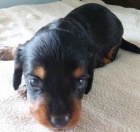 N�dhern� �t��ata Jezev��k k adopci