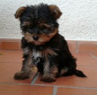 zdrav� �t��ata Jork��rsk� teri�r k dispozici