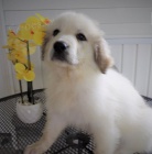 P��telsk� �t��ata Pyreneje  k dispozici