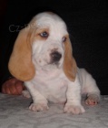 roztomil� �t���tka Basset hound K dispozici