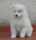 Miluj�c� �t��ata Samoyed k adopci