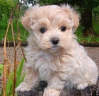 Sladk� �t���tka Maltipoo pro nov� domov