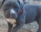 �t��ata Americk� Pit Bull Terrier