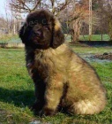 Dob�e tr�novan� �t���tka Leonberger