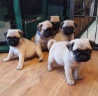 Rozko�n� �t���tka Mops k dispozici