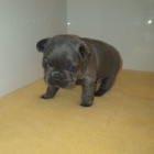 Francouzsk� buldo�ek