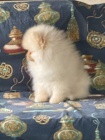 Pomeranian �t�n�