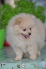 Pomeranian �pic �t�n�