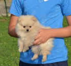 Pomeranian �pic �t�n�