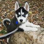 �t��ata sibi�sk�ho huskyho p�ipravena do nov�ho domova