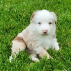 Australsk� ov��k