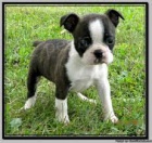 Bostonsk� teri�r2