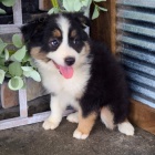 kr�sn� o�kovan� �t��ata australsk�ho ov��ka na prodej