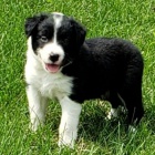 �t���tka border kolie o�kovan� a od�erven�