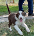 �t��ata border kolie